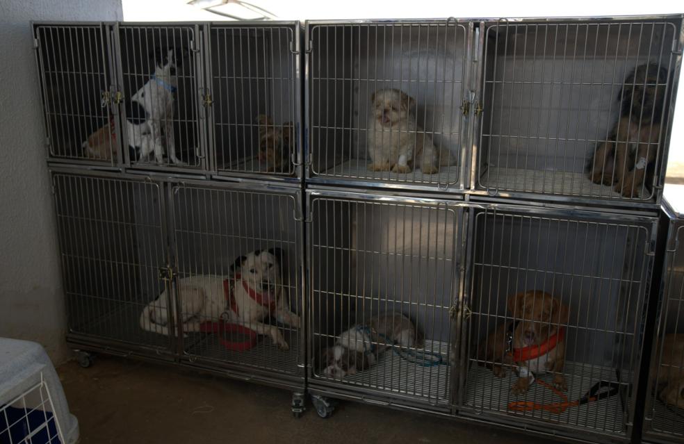 Mutirão de Castração: 11 mil atendimentos garantem saúde animal e economia para as famílias de Catalão